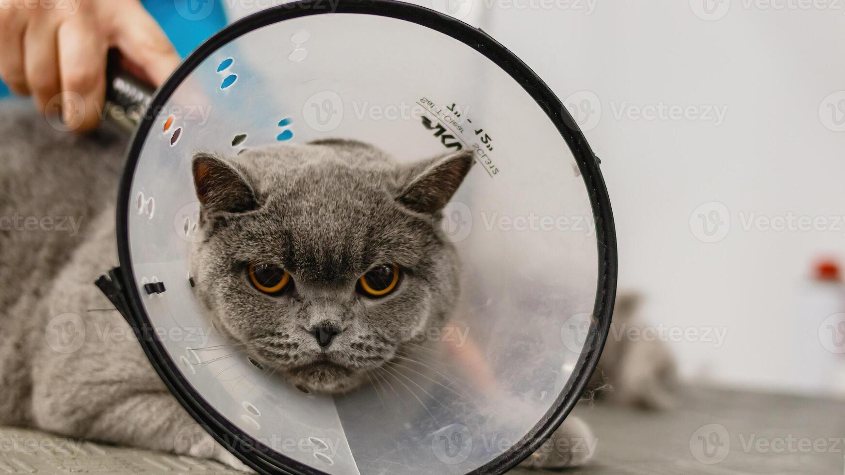 Cat getting haircut at grooming salon and pet spa photo