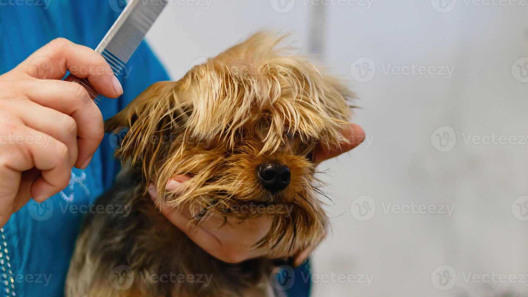 Dog getting washed at grooming salon and pet spa photo
