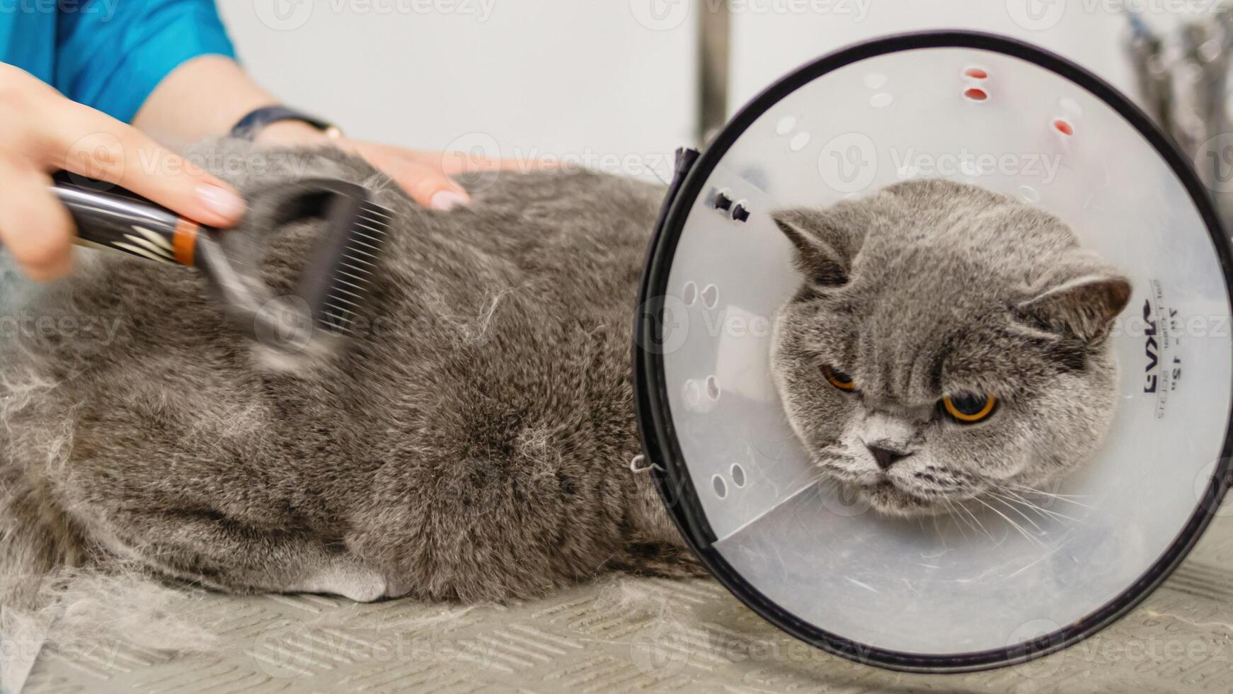 Cat getting haircut at grooming salon and pet spa photo