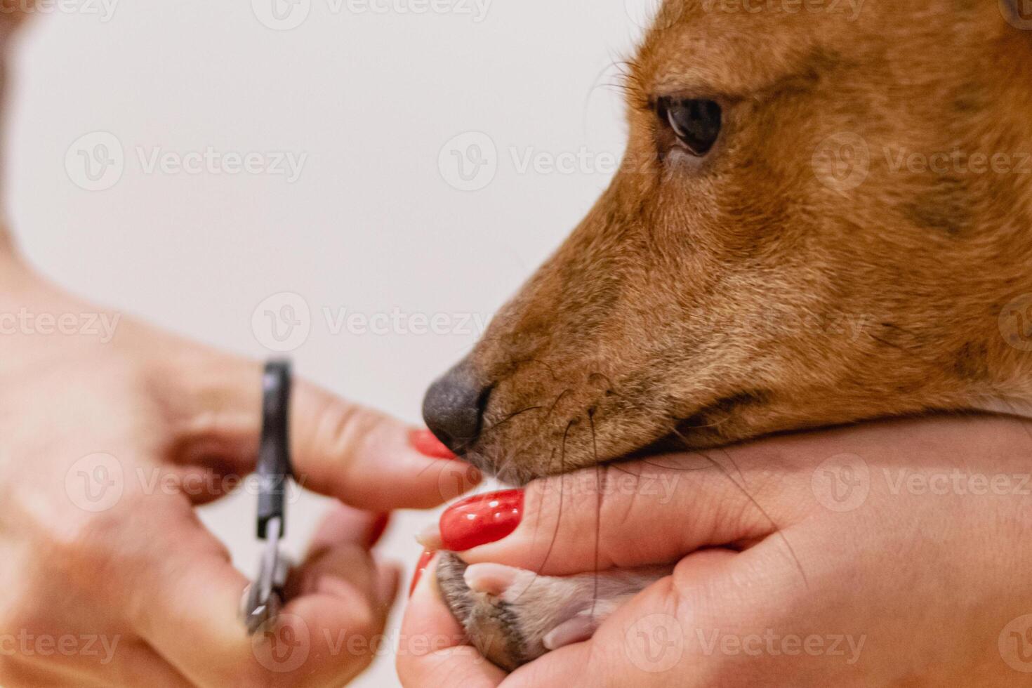 Dog nail safety trimming with clippers at grooming salon photo