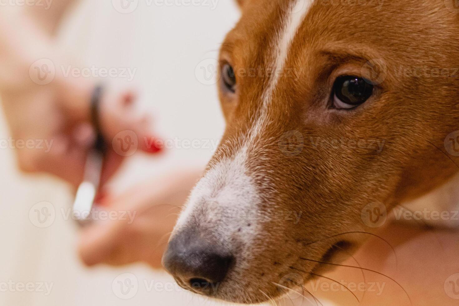 Dog nail safety trimming with clippers at grooming salon photo