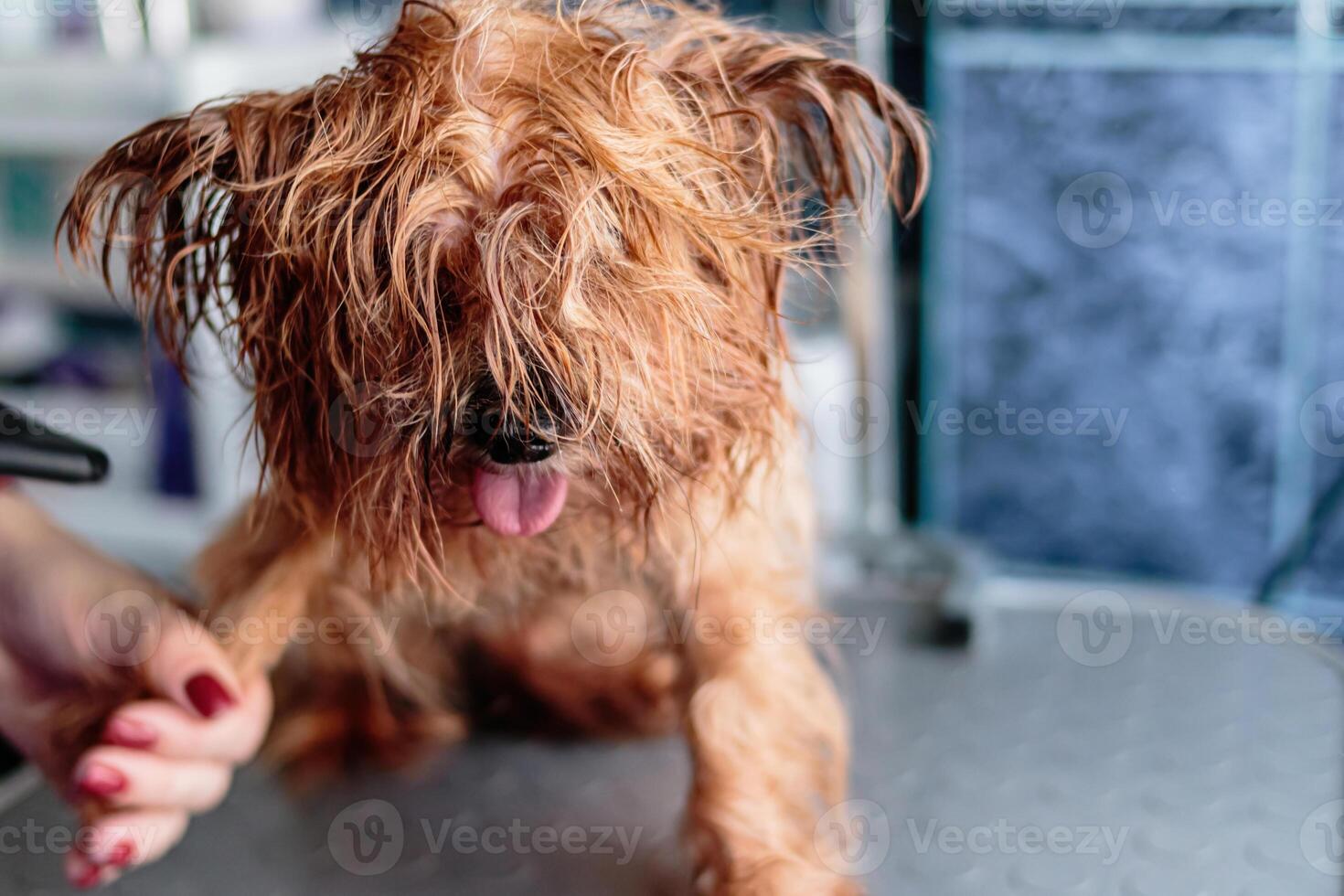 Yorkshire terrier dog washing and grooming at home photo