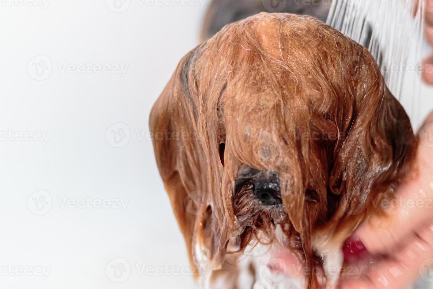 Yorkshire terrier dog washing and grooming at home photo