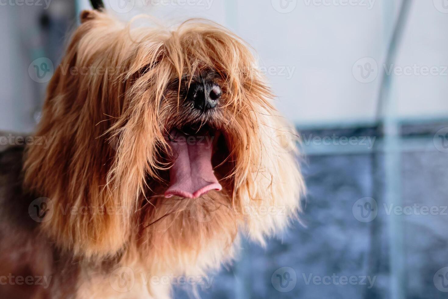 Yorkshire terrier dog washing and grooming at home photo