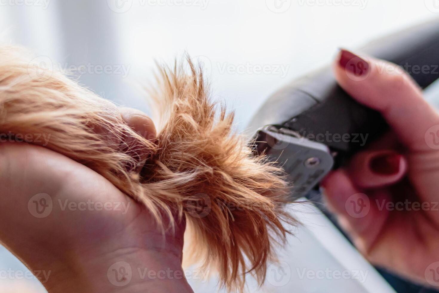 Yorkshire terrier dog washing and grooming at home photo