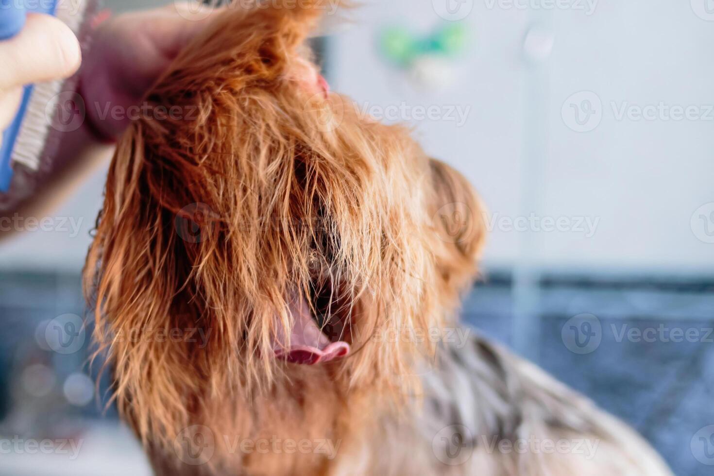 Yorkshire terrier dog washing and grooming at home photo
