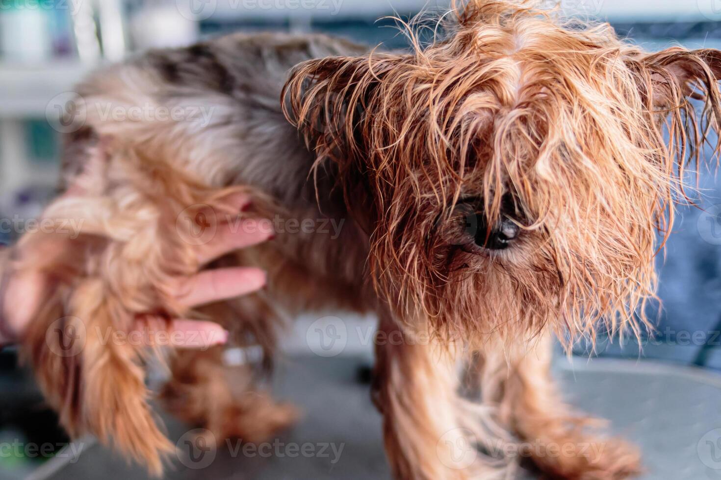 Yorkshire terrier dog washing and grooming at home photo