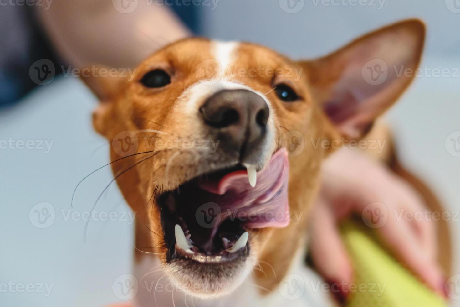 Basenji dog washing and grooming at home photo
