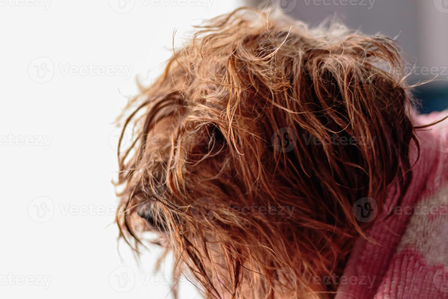 Yorkshire terrier dog washing and grooming at home photo