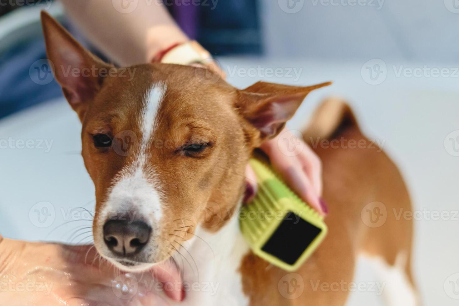Basenji dog washing and grooming at home photo
