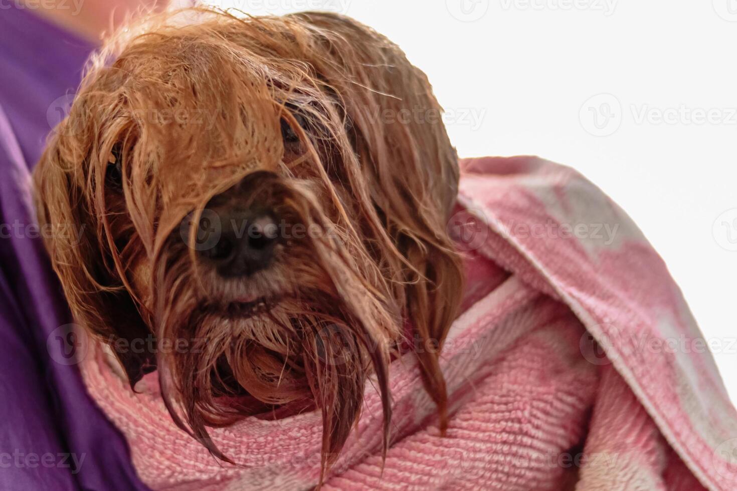 Yorkshire terrier dog washing and grooming at home photo