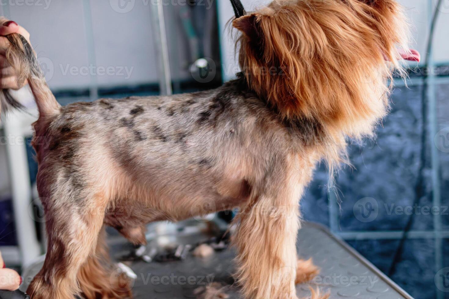 Yorkshire terrier dog washing and grooming at home photo