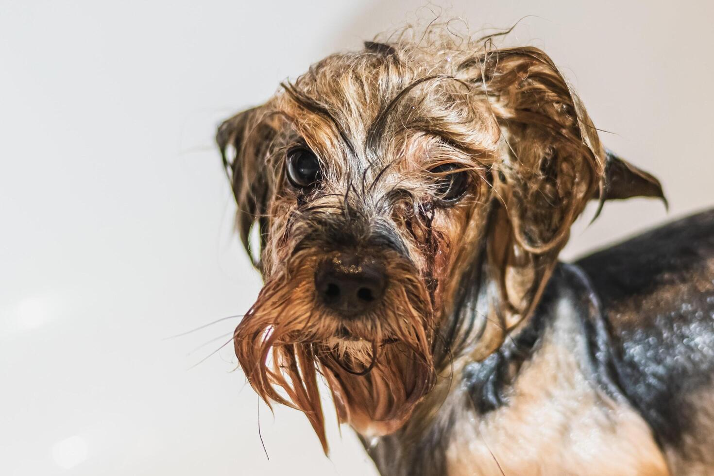 Yorkshire terrier dog washing and grooming at home photo