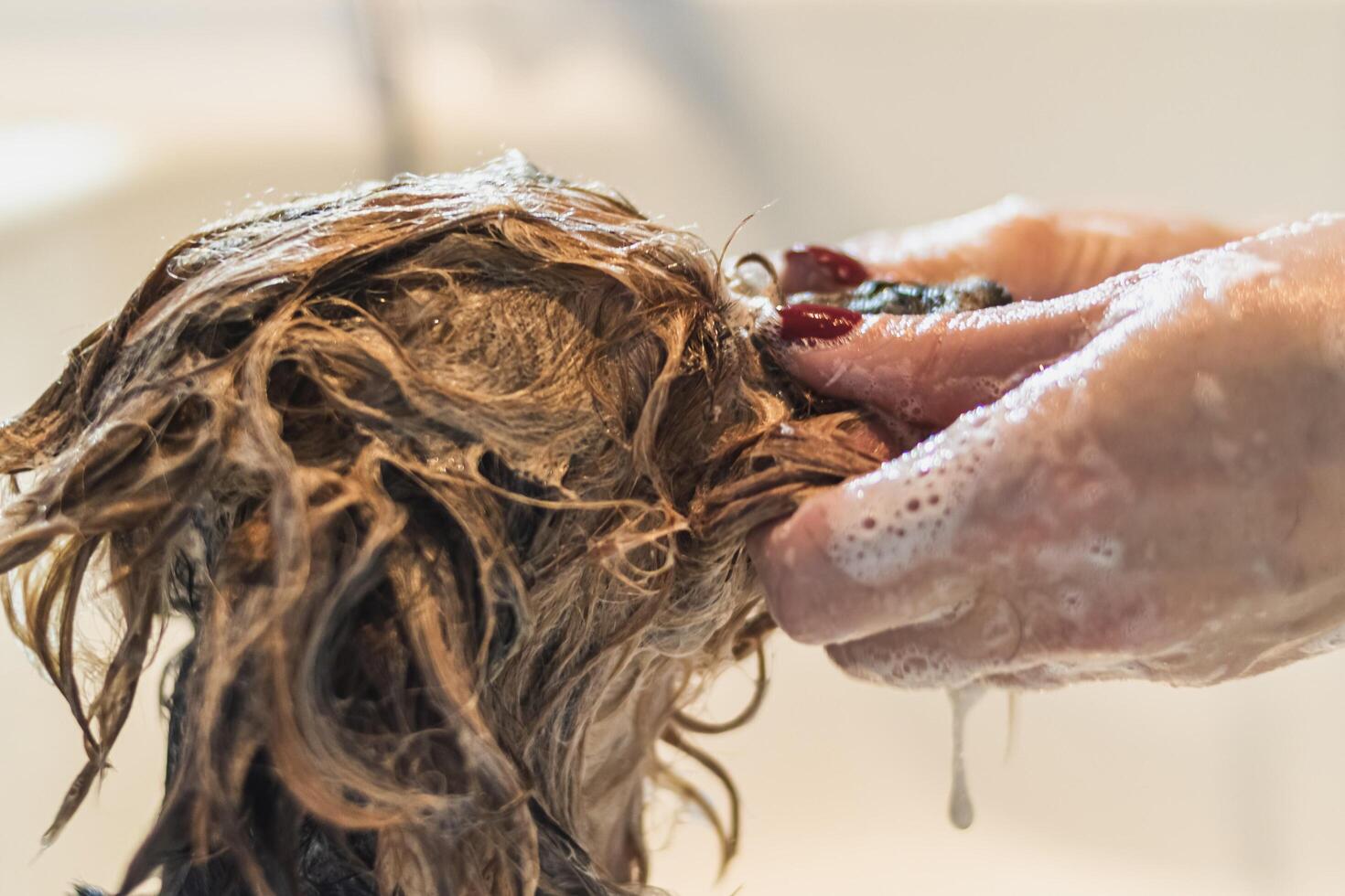 Yorkshire terrier dog washing and grooming at home photo