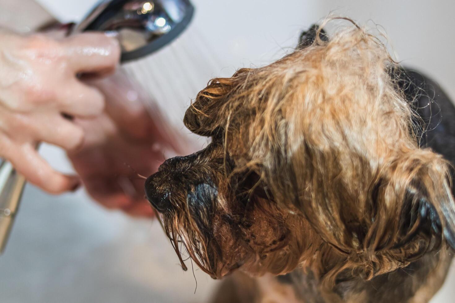 Yorkshire terrier dog washing and grooming at home photo