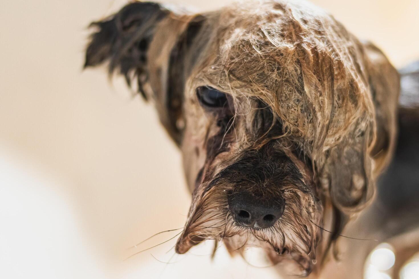 Yorkshire terrier dog washing and grooming at home photo