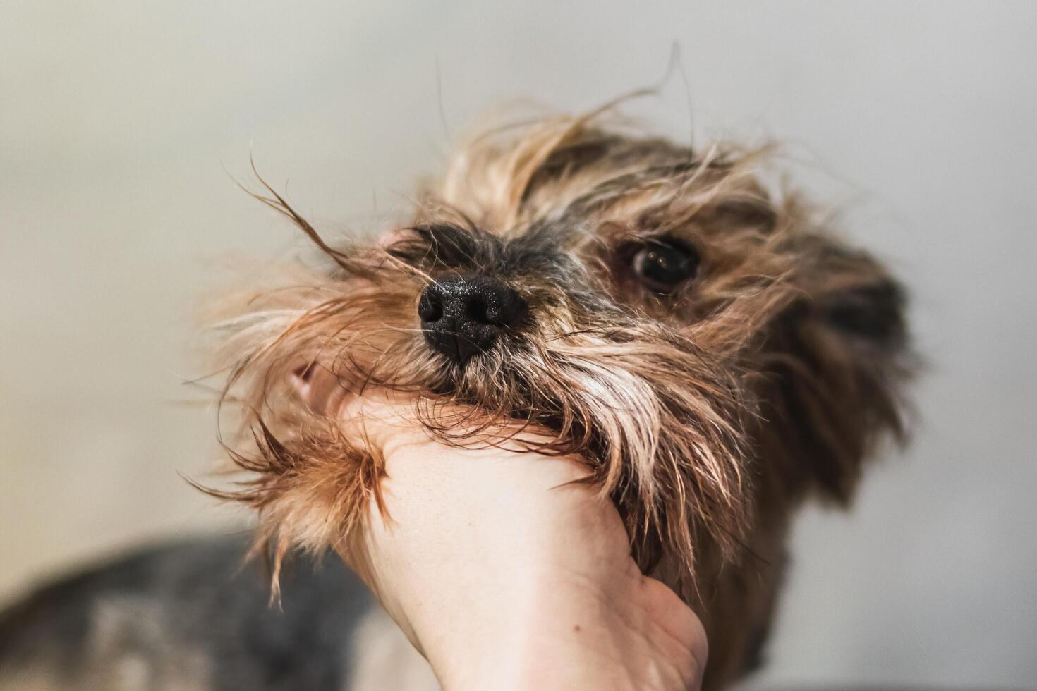 Yorkshire terrier dog grooming and brushing at home photo