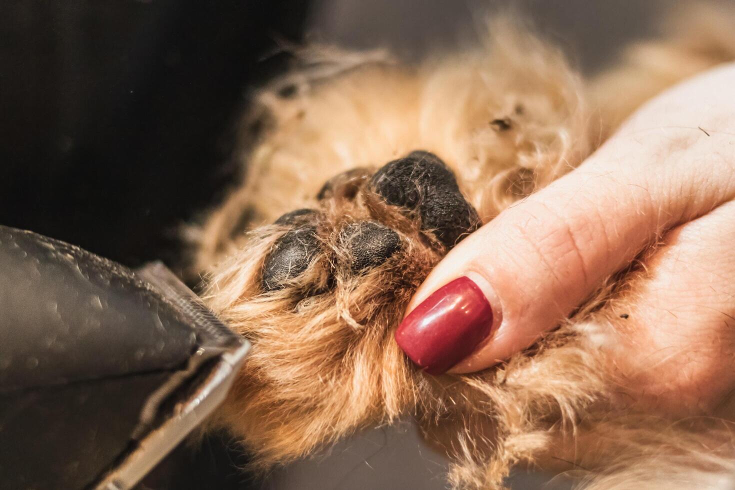 Yorkshire terrier dog grooming and brushing at home photo