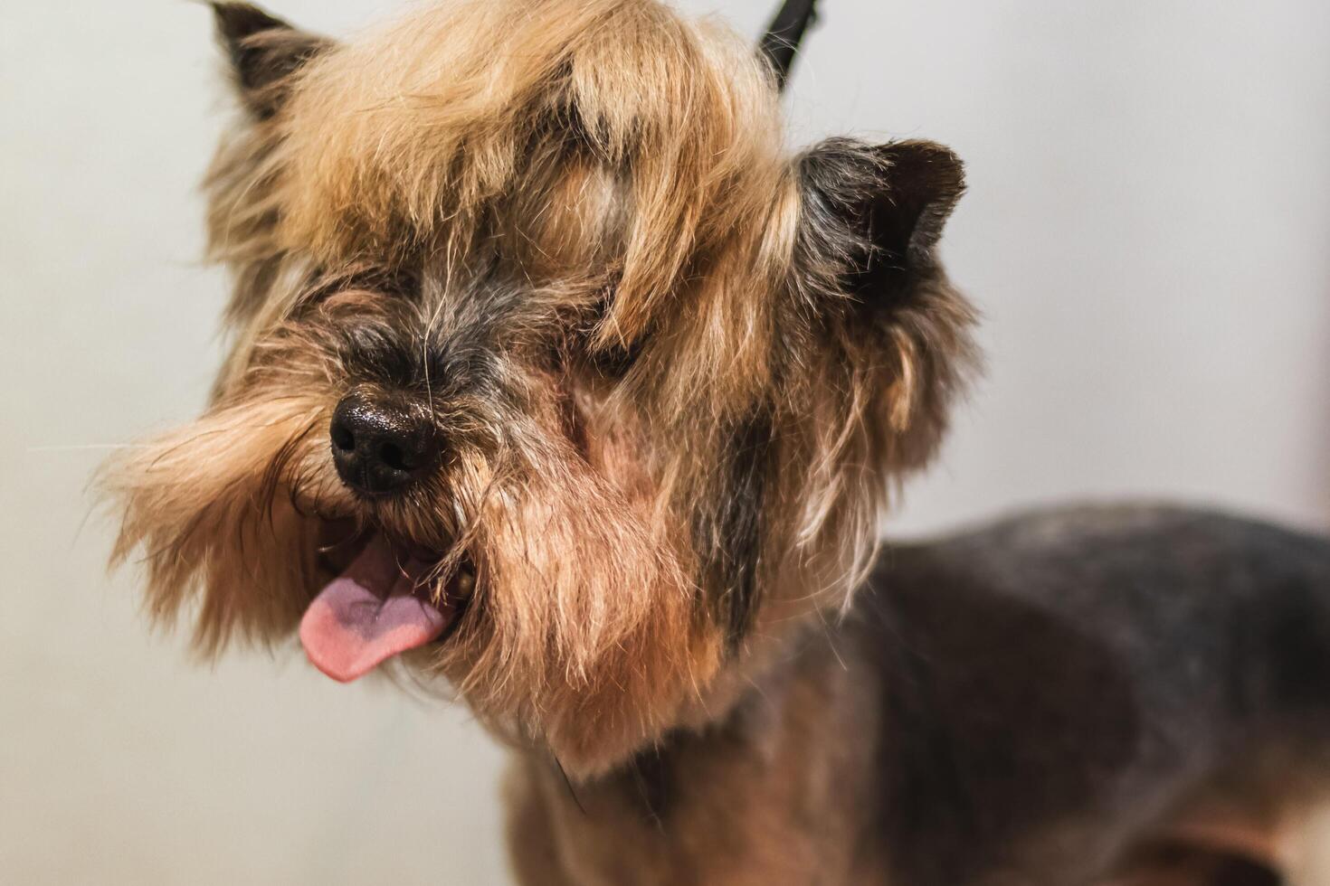 Yorkshire terrier dog grooming and cutting hair at home photo