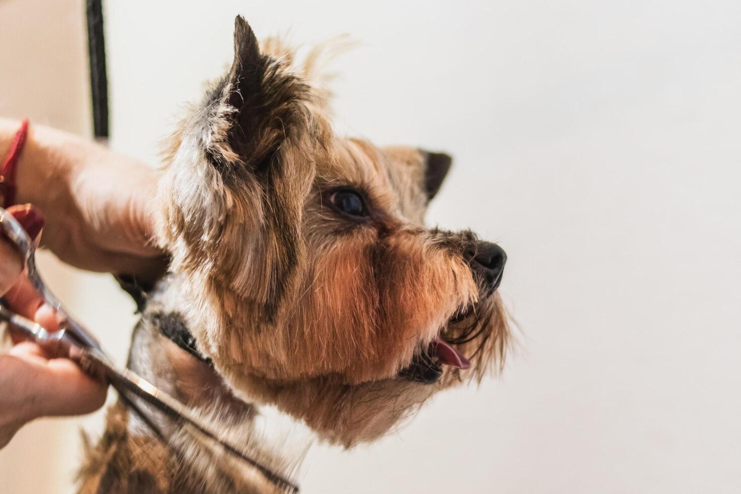 Yorkshire terrier dog grooming and cutting hair at home photo