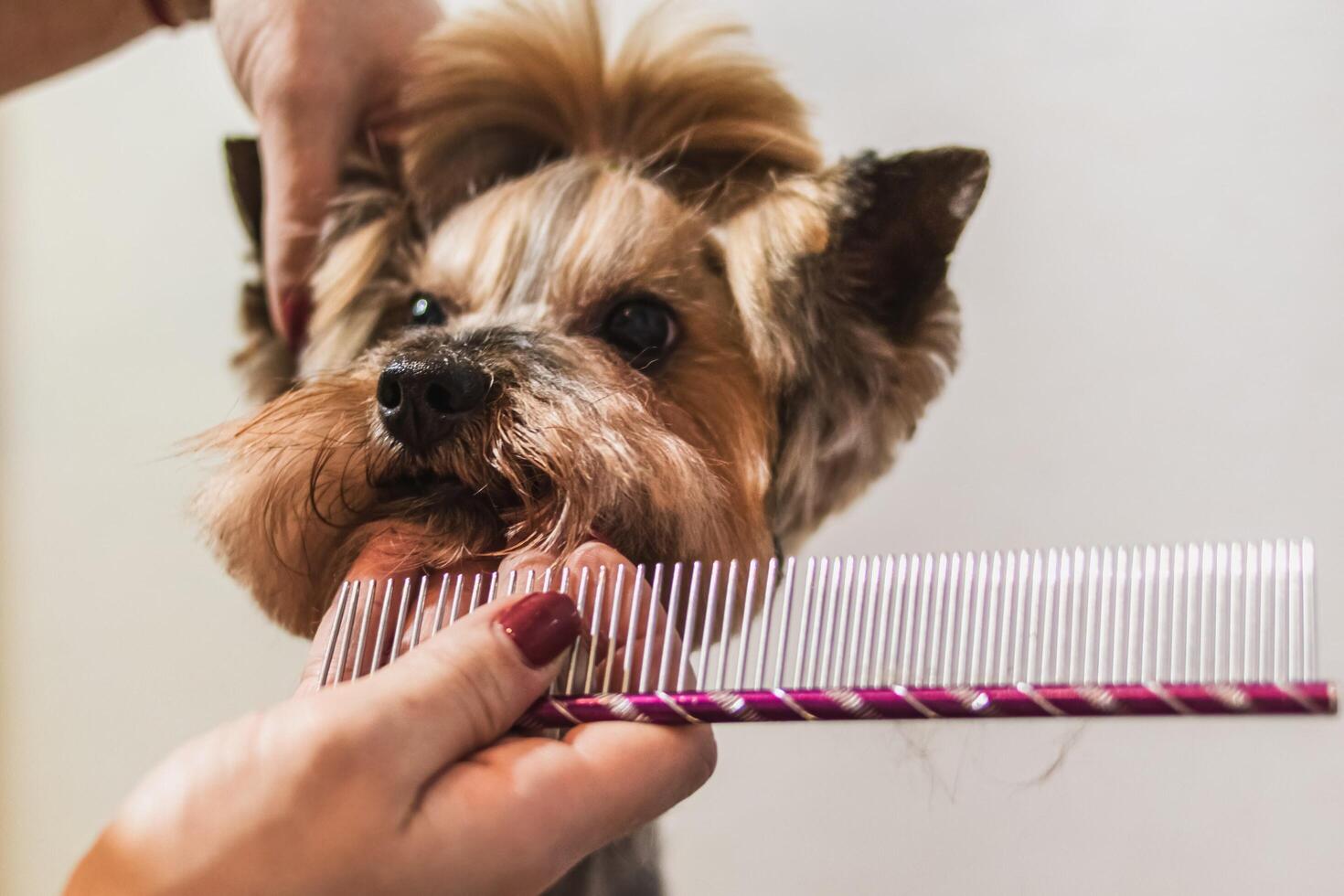 Yorkshire terrier dog grooming and cutting hair at home photo