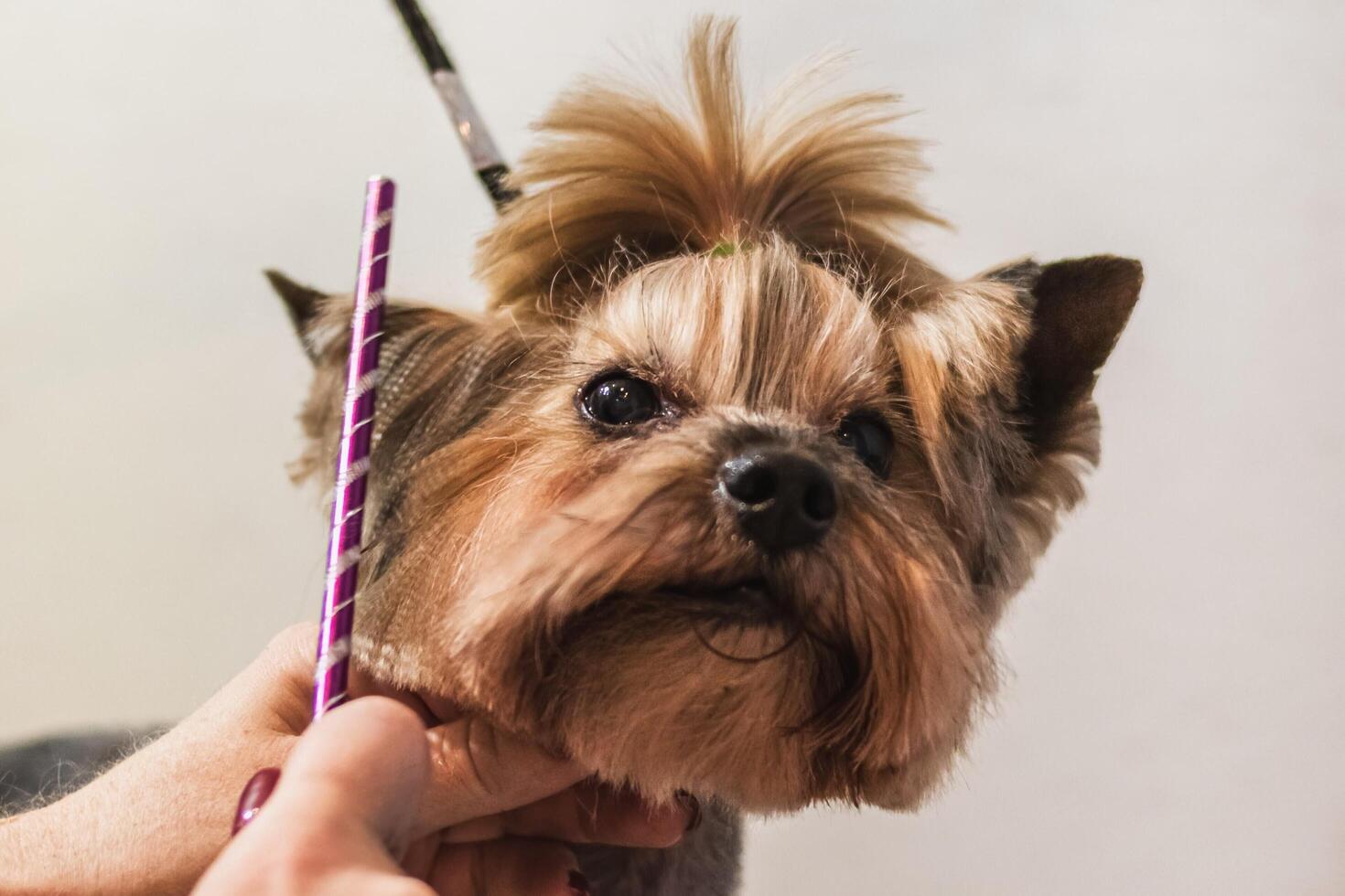 Yorkshire terrier dog grooming and cutting hair at home photo