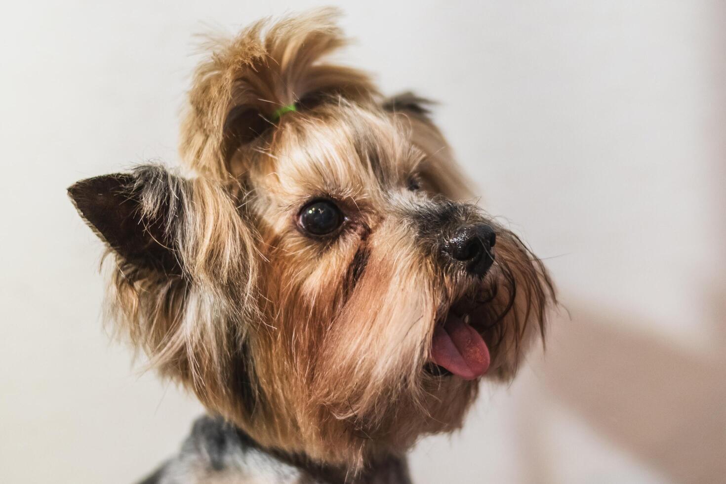 Yorkshire terrier dog grooming and cutting hair at home photo