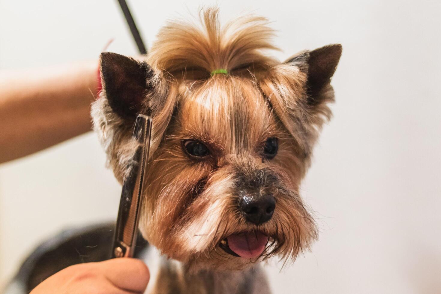 Yorkshire terrier dog grooming and cutting hair at home photo