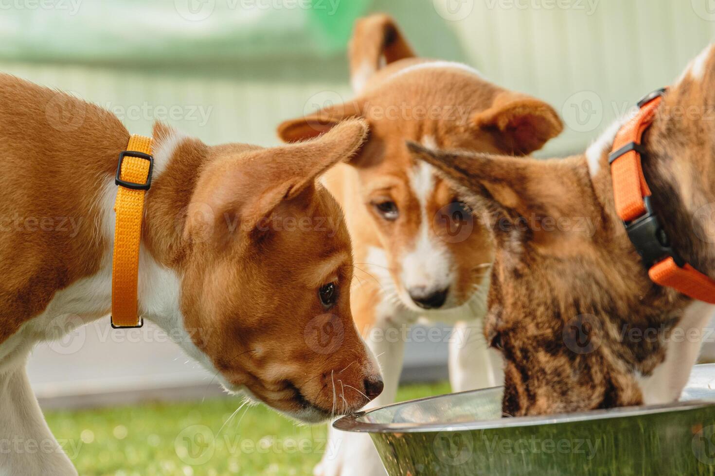 Basenji puppies eating together fresh food close up photo