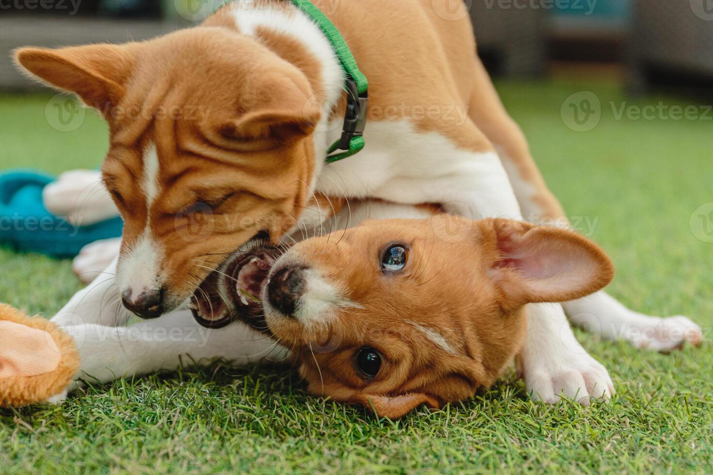Two basenji puppies playing and having fun at home photo