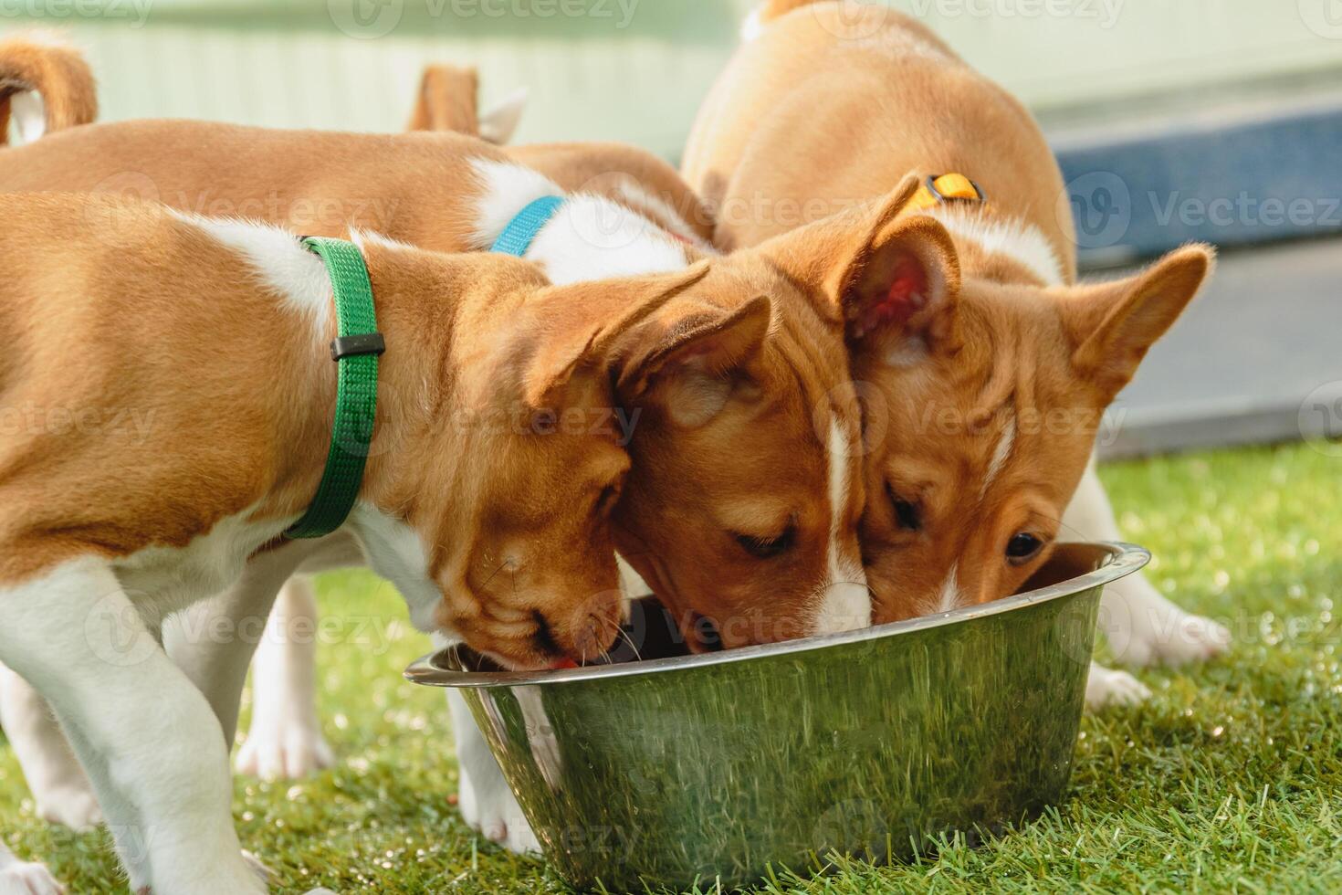 Basenji puppies eating together fresh food close up photo