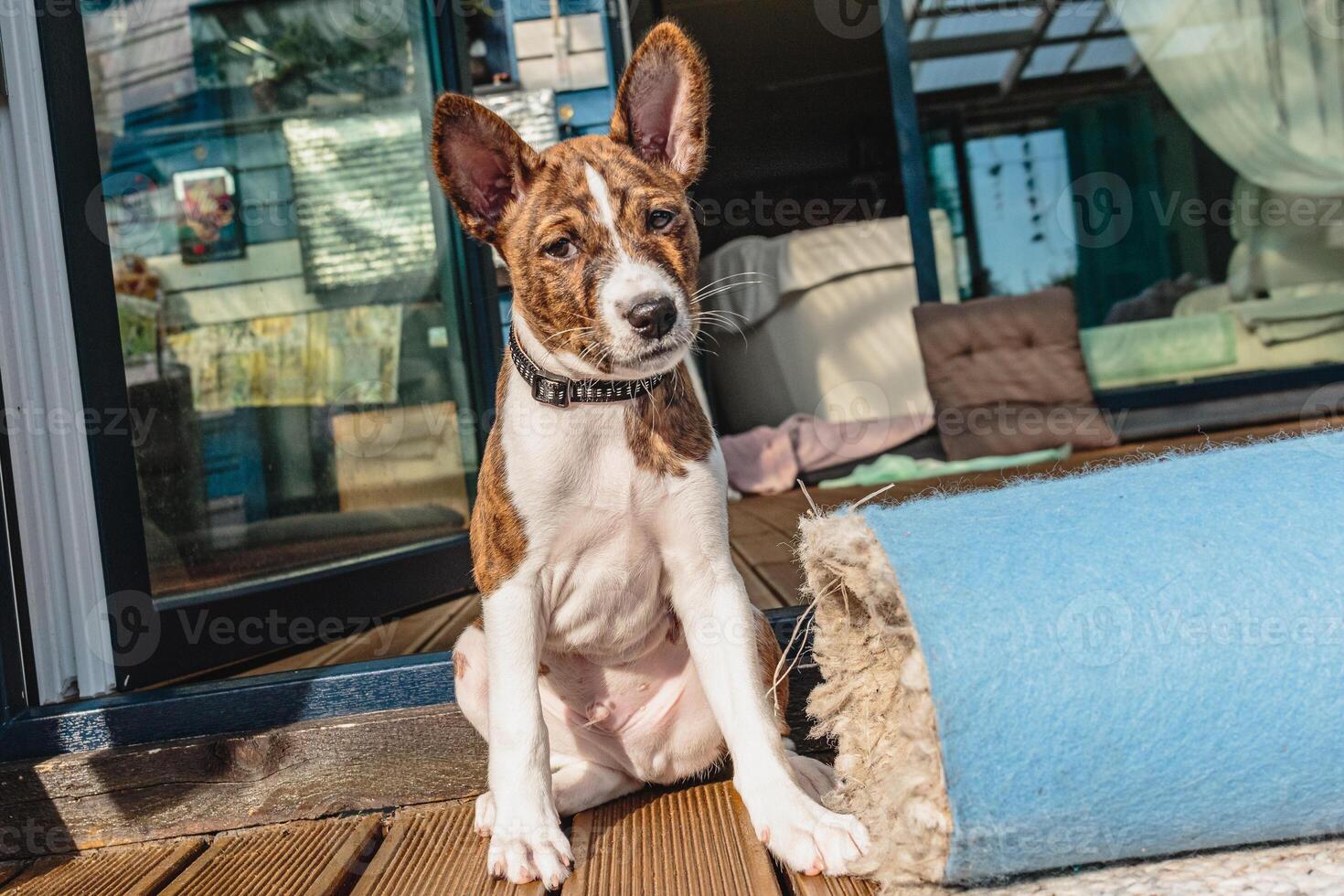 Basenji dog puppy close up portrait looking at camera photo
