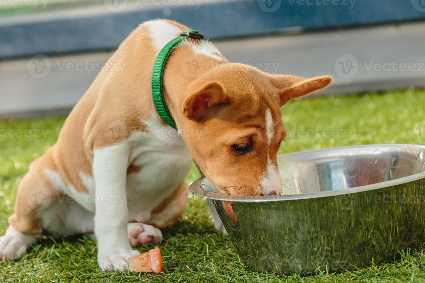 Basenji puppy eating fresh food at home close up photo