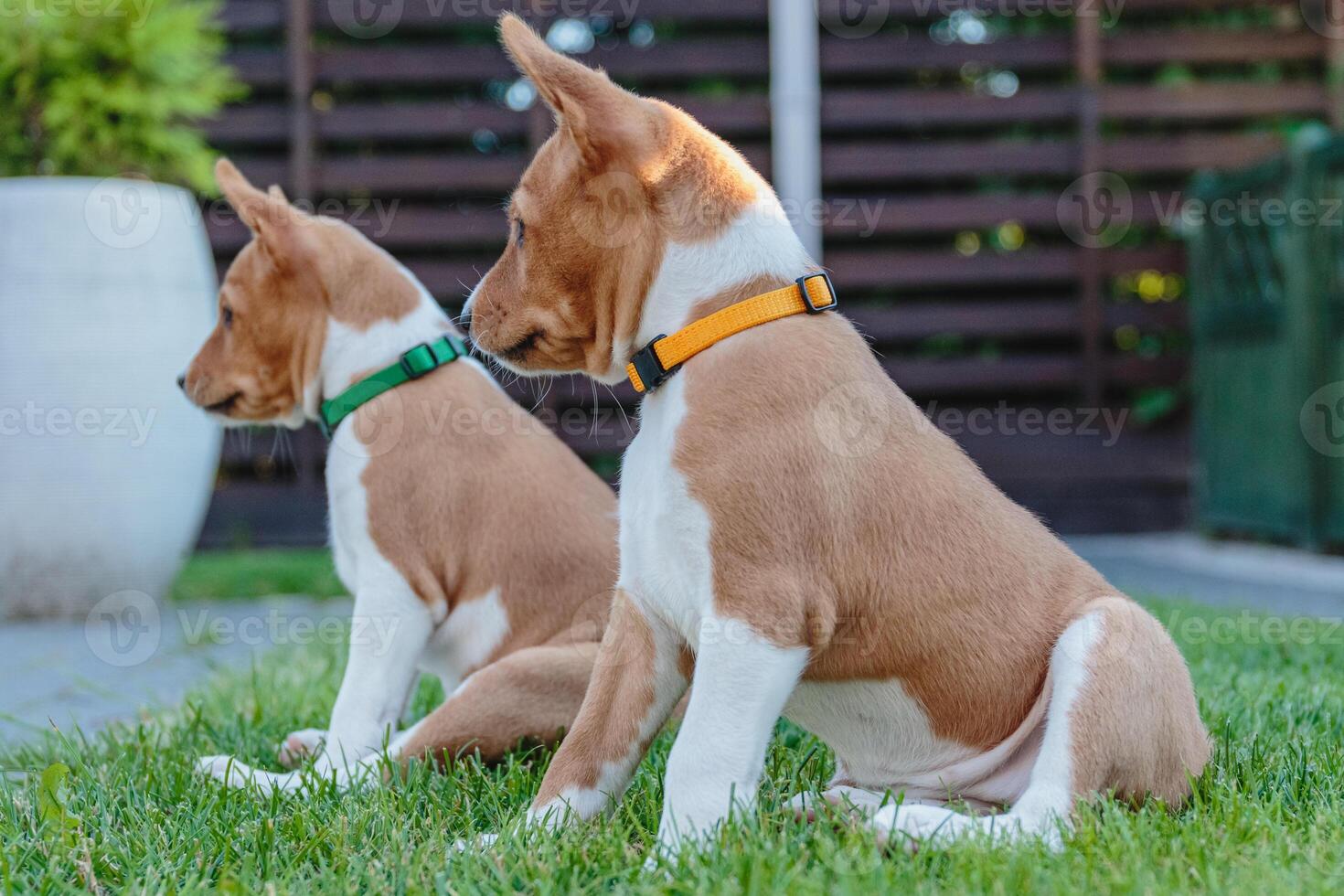 Two basenji puppies siting together and watching on side photo