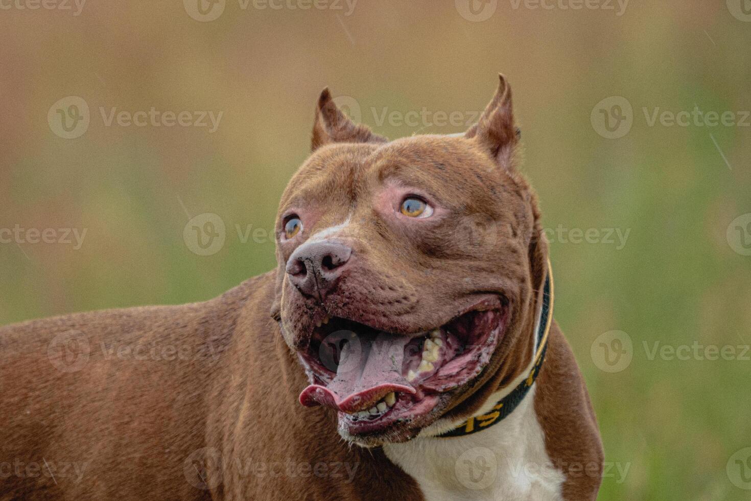 Head of Pit Bull Terrier in the field at coursing and racing competition photo