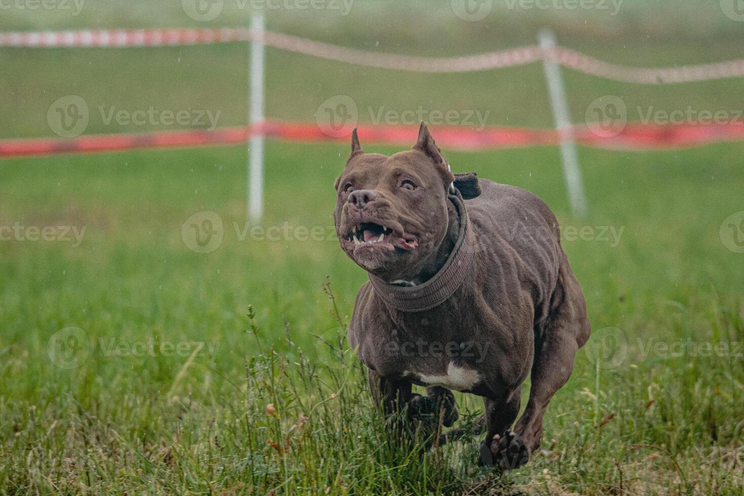 Pit Bull Terrier running fast and chasing lure across green field at dog racing competion photo
