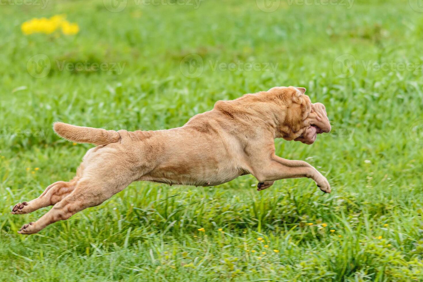 Shar Pei dog running in the field on lure coursing competition with sunny weather photo