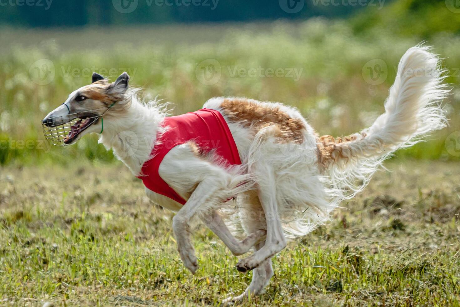 Borzoi dog in red shirt running and chasing lure in the field on coursing competition photo