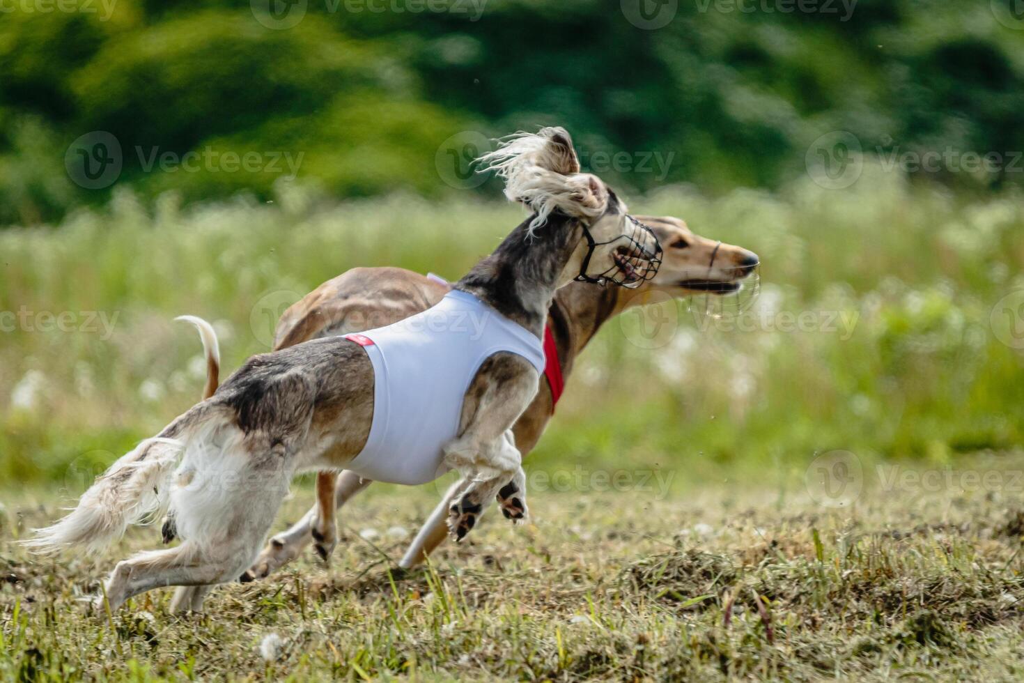 Saluki dogs in red and white shirts running and chasing lure in the field on coursing competition photo