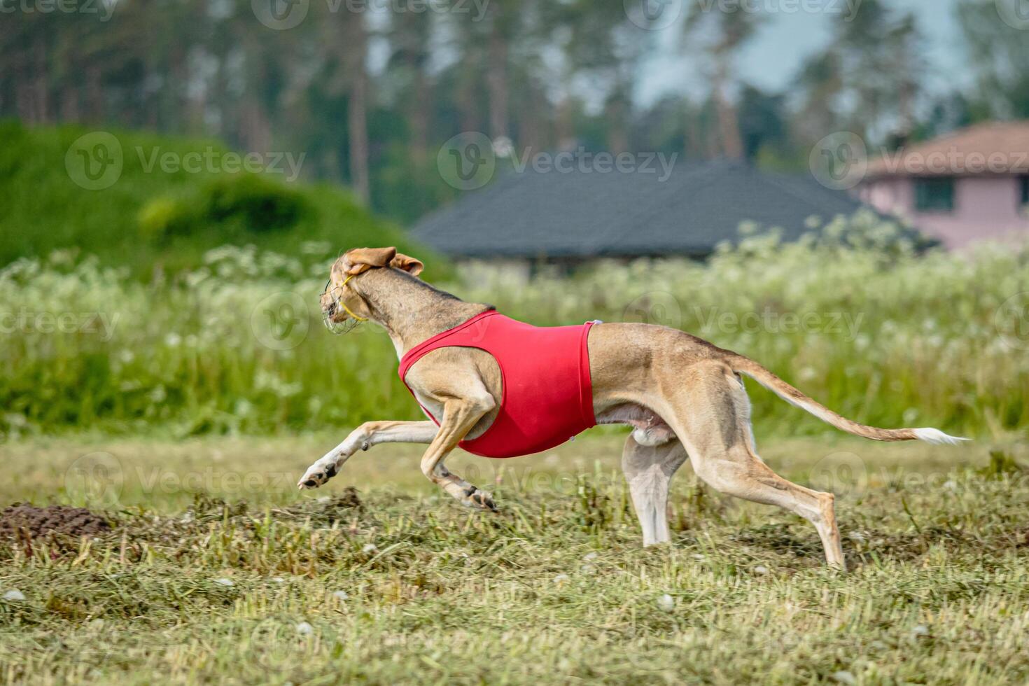 Saluki dog in red shirt running and chasing lure in the field on coursing competition photo