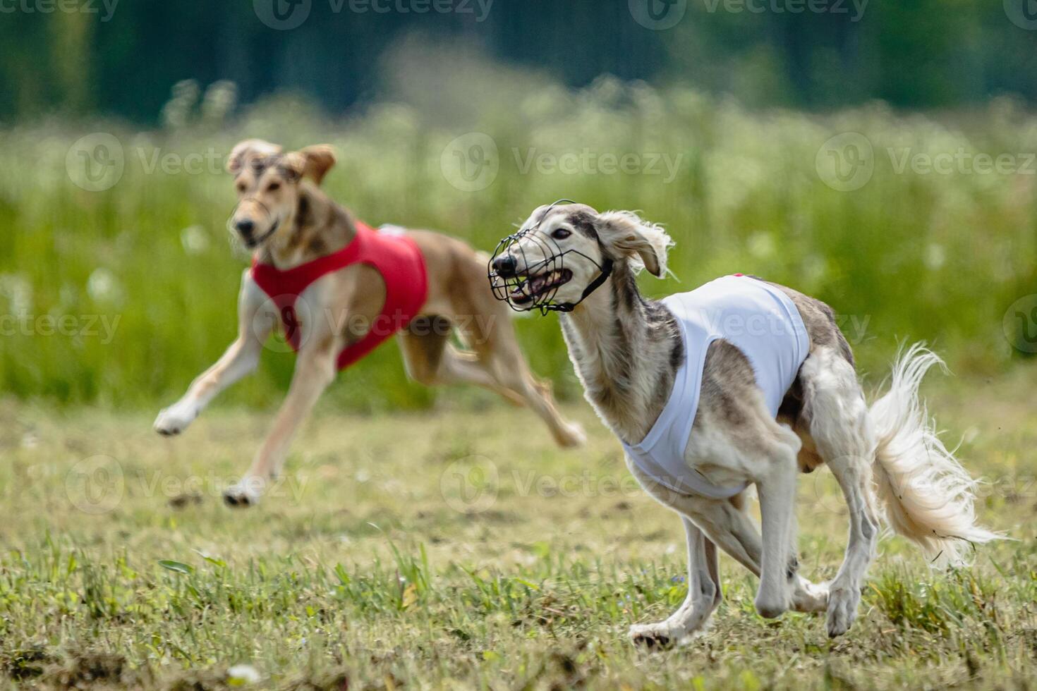 Saluki dogs in red and white shirts running and chasing lure in the field on coursing competition photo