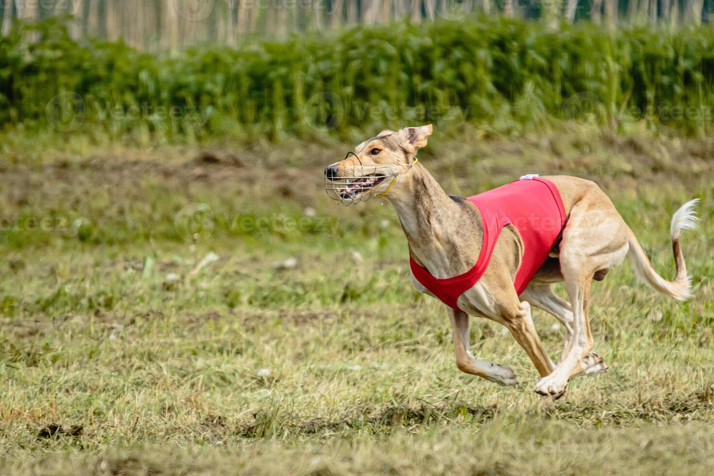 Saluki dog in red shirt running and chasing lure in the field on coursing competition photo