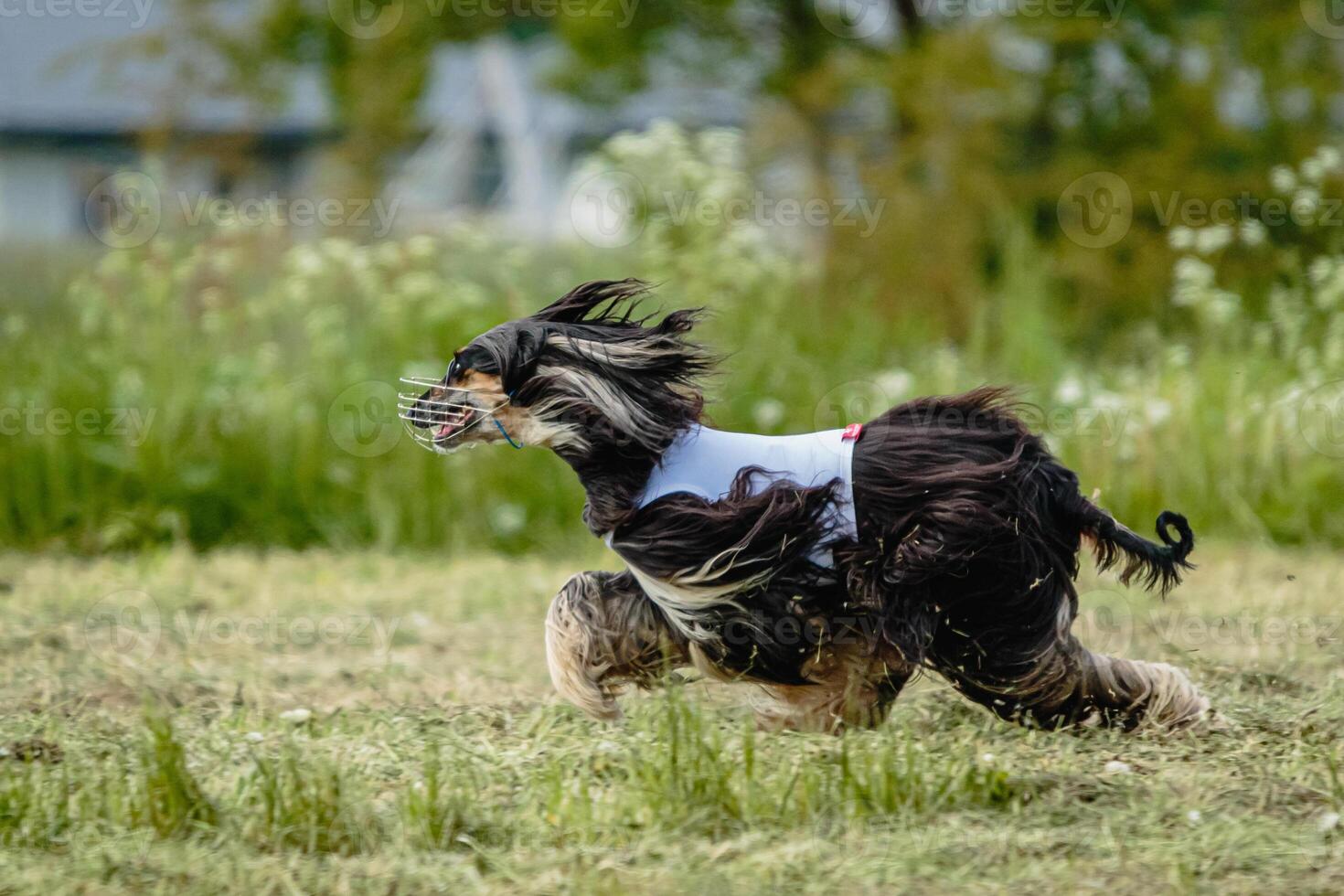 Afghan borzoi dog running fast and chasing lure across green field at dog racing competion photo