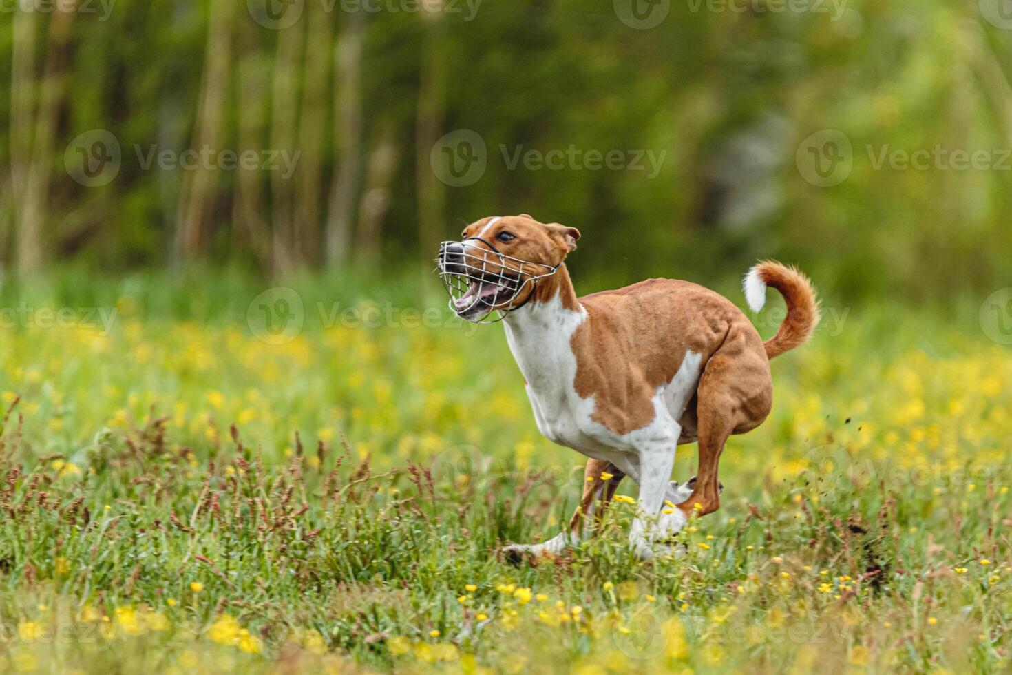 Young basenji dog competing in running in the green field on lure coursing competition photo