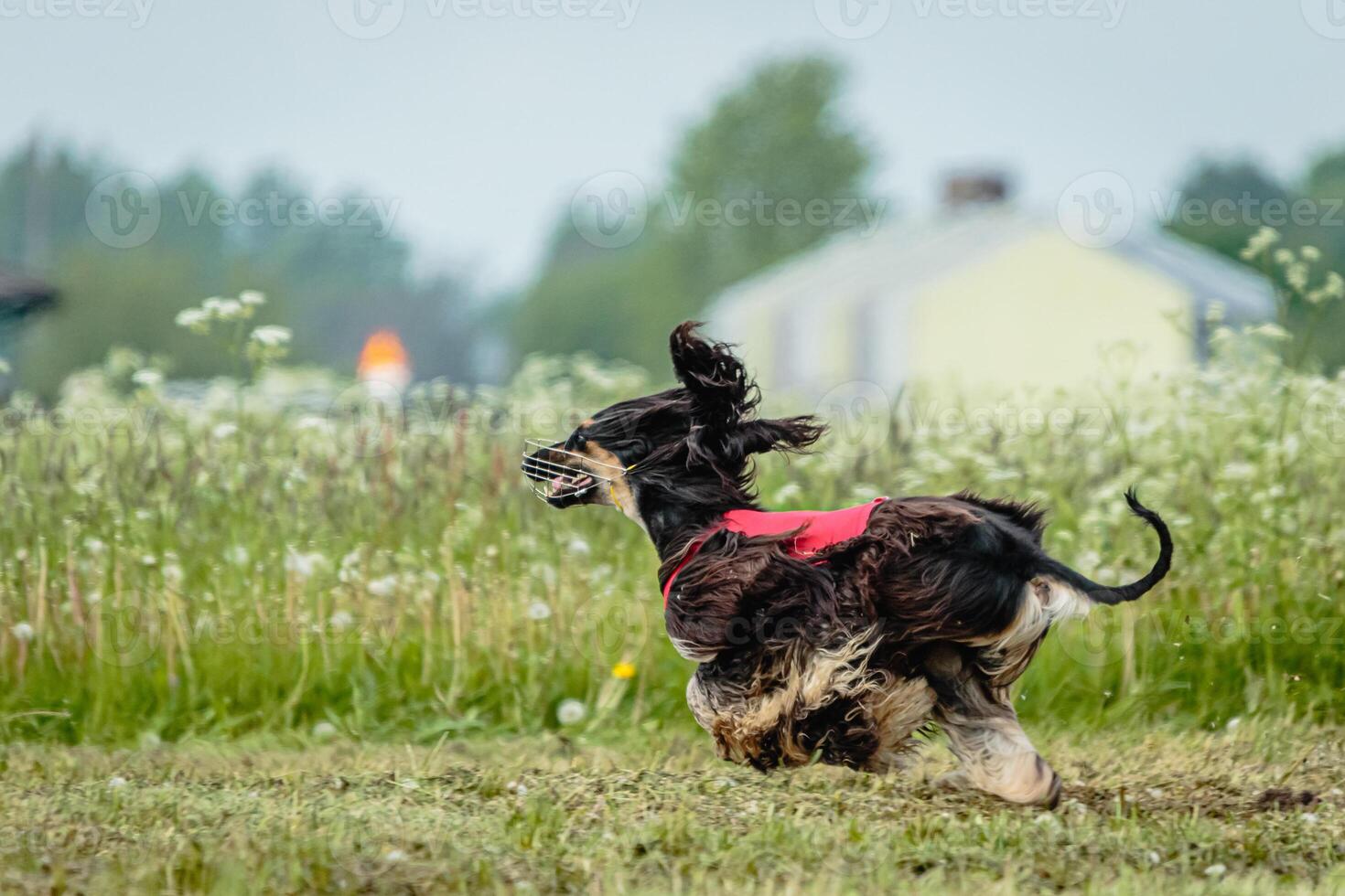 Afghan borzoi dog running fast and chasing lure across green field at dog racing competion photo