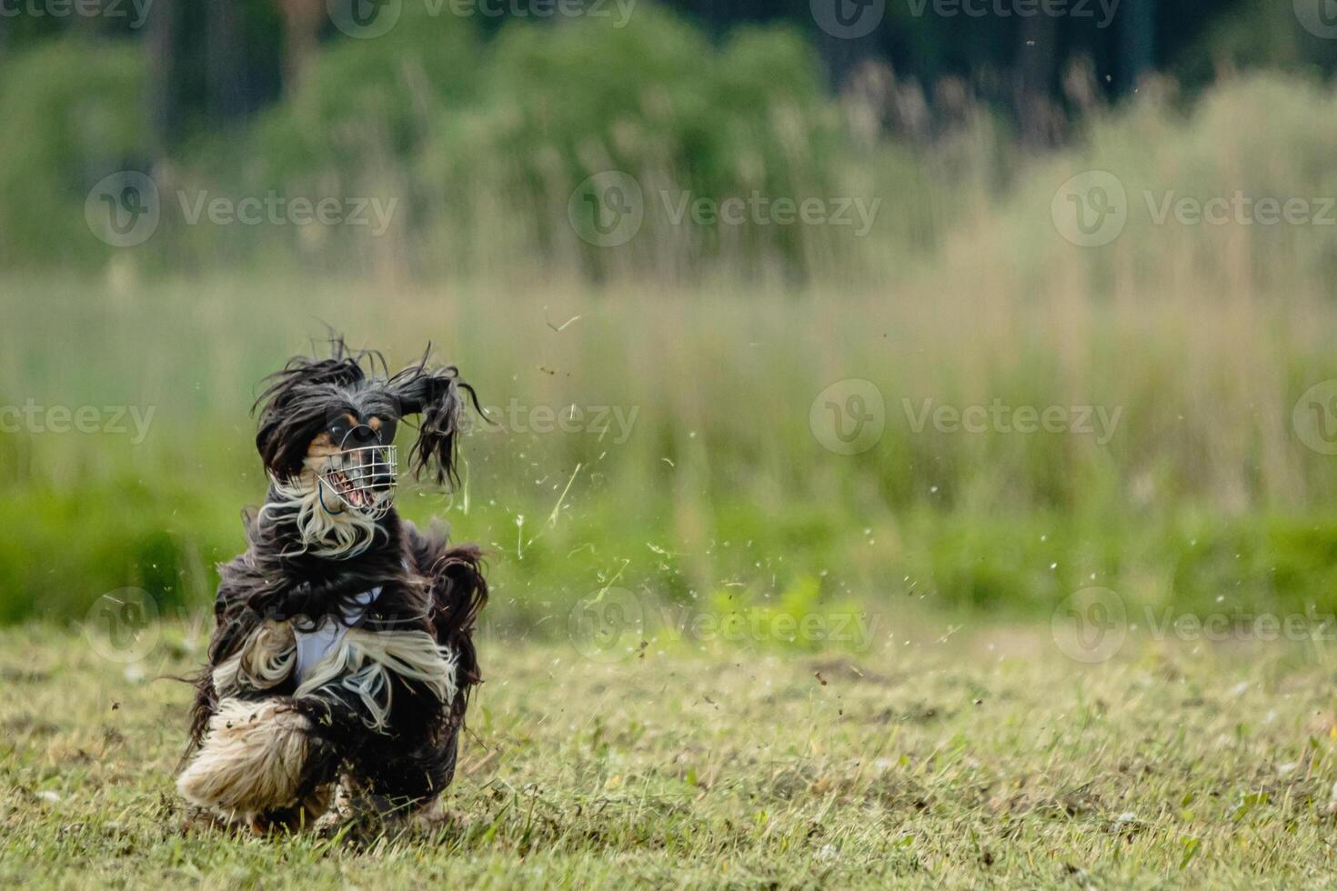 Afghan borzoi dog running in green field and chasing lure at full speed on coursing competition straight into camera photo