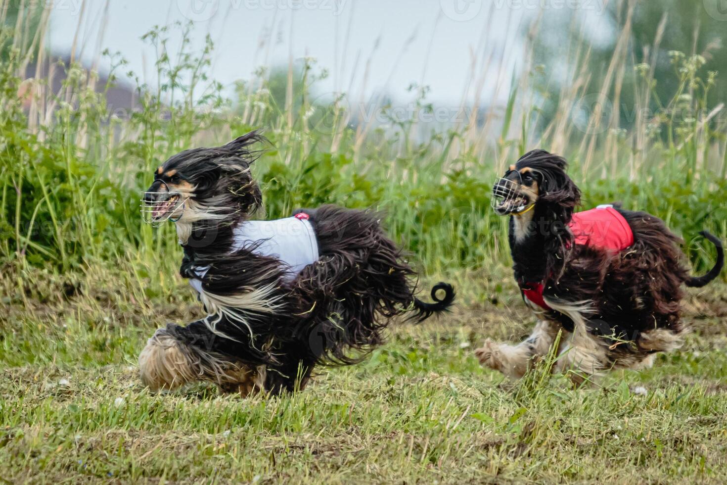 Afghan borzoi dogs in red and white shirts running and chasing lure in the field on coursing competition photo