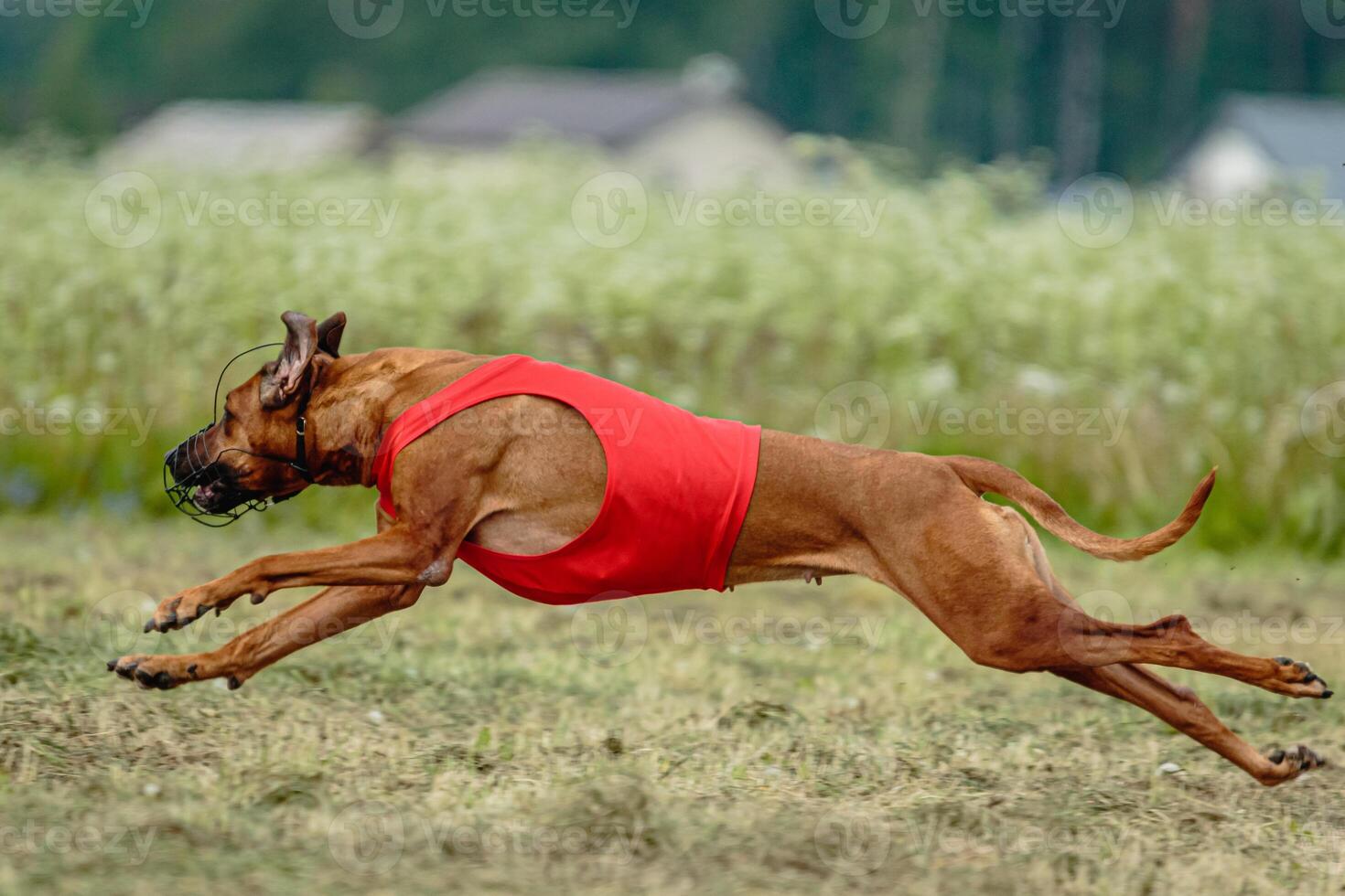 Rhodesian ridgeback dog in red shirt running in green field and chasing lure at full speed on coursing competition photo