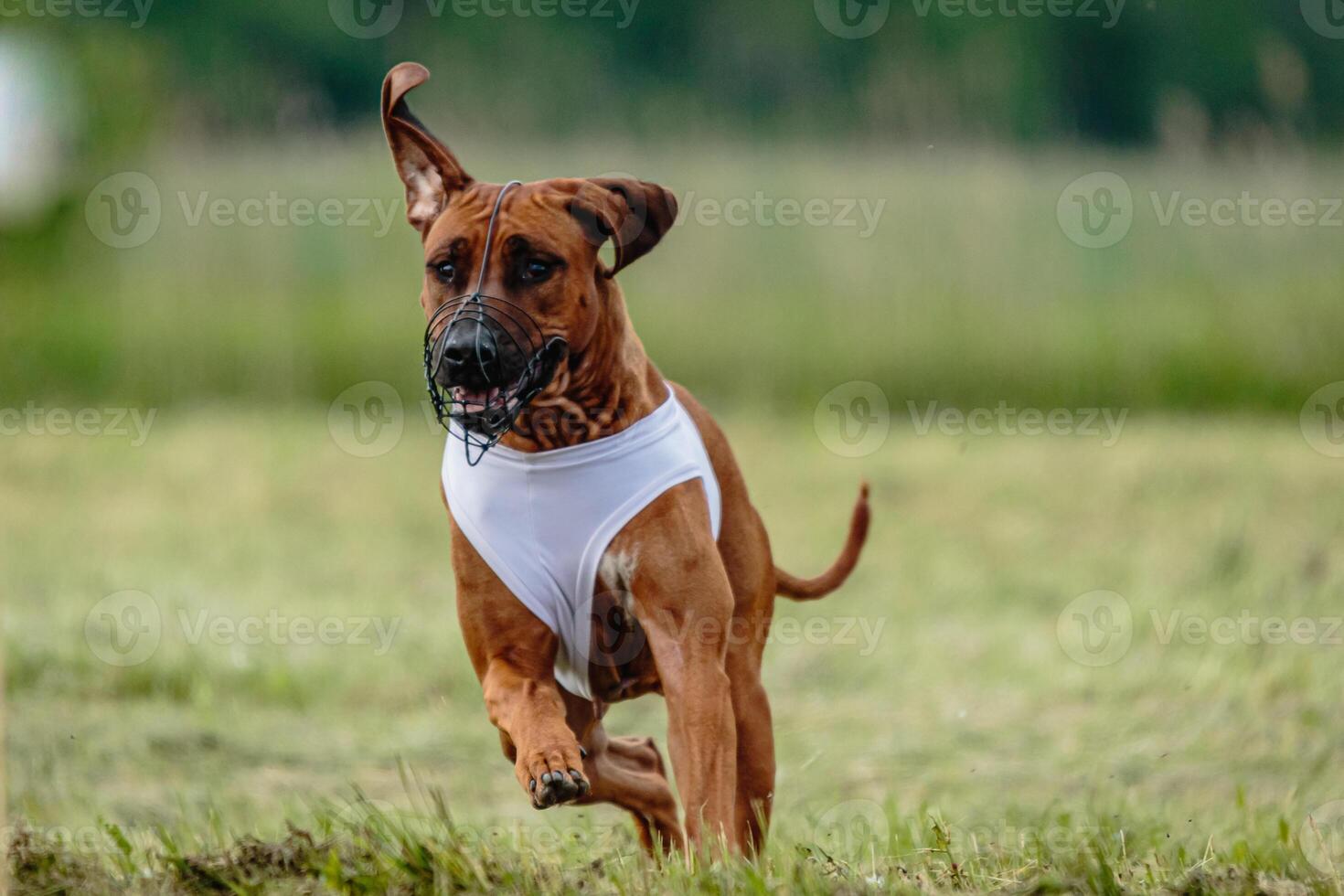 Rhodesian ridgeback dog in white shirt running in green field and chasing lure at full speed on coursing competition photo
