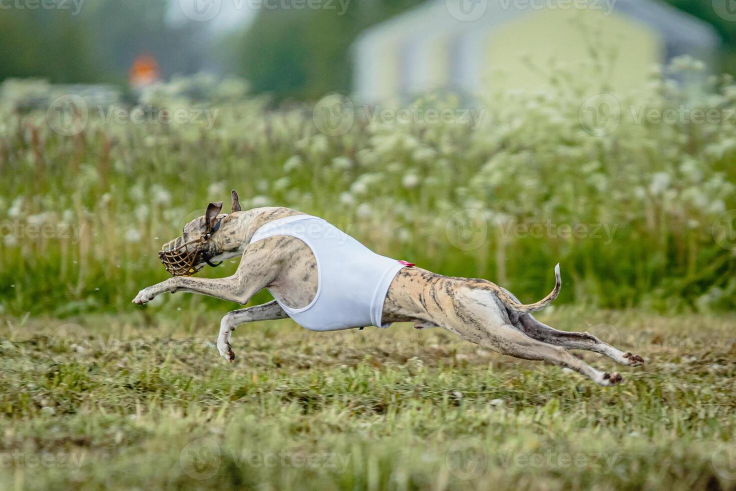 Whippet dog moment of running and flying in green field at full speed photo